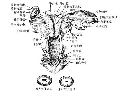 女人的阴|阴道（女性生殖器官）